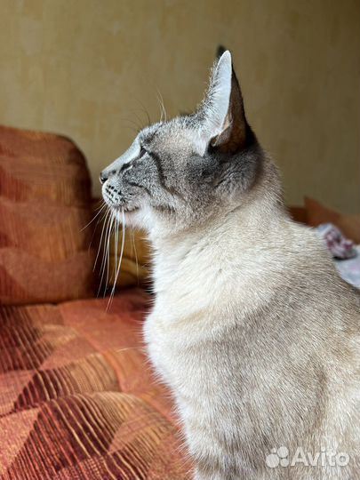 Голубоглазка в дар