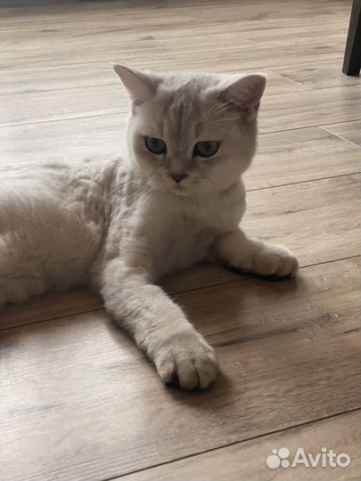 Отдам кошку в добрые руки