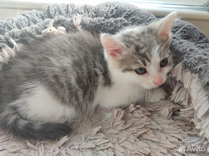 Котенок, мальчик