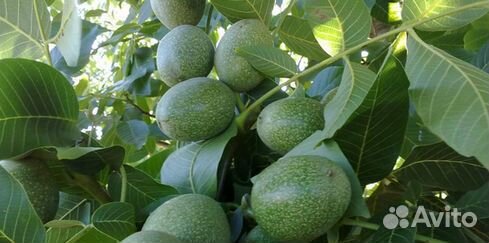 Грецкий орех саженцы 1,2 года на промышленный сад