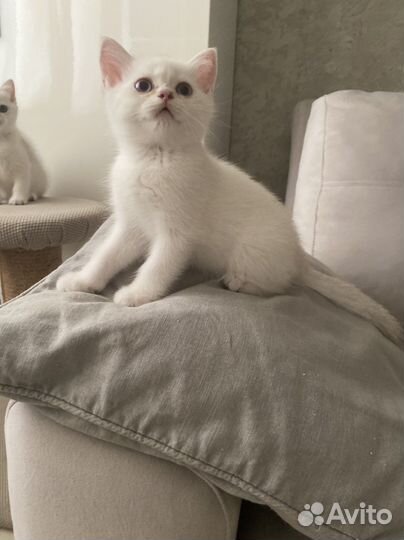 Котик - ns 1133(шиншилла поинт)