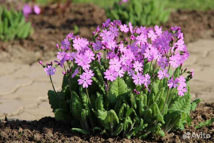 Астры в ассортименте и примула