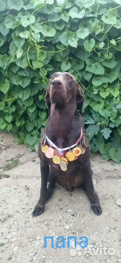 Щенки курцхаара