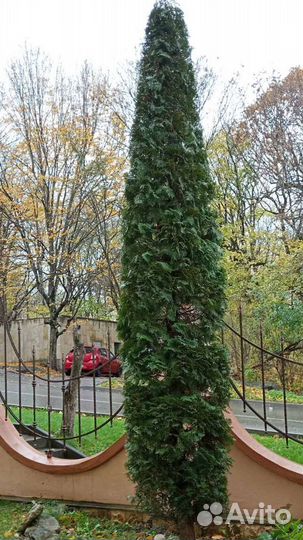 Саженцы и деревья: ель, кедр, сосна, туя, ива итд
