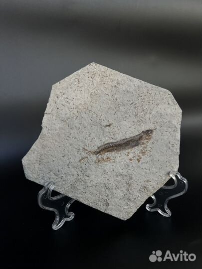 Окаменелая рыба