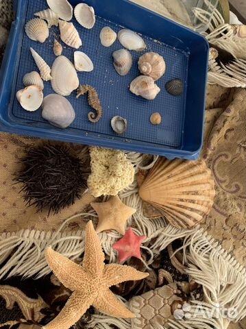 Морской набор - ракушки, еж, губка боб, патрики