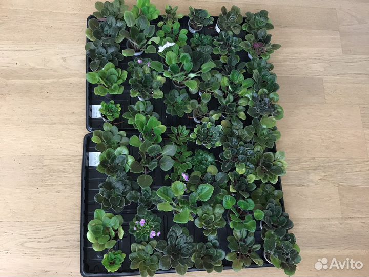 Фиалки детки, стартеры наборами