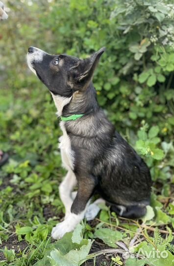 Спасите щенка от небольшой собачки