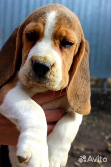 Щенки Бигля РКФ