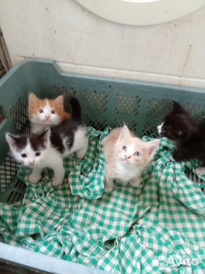 Котята в добрые руки