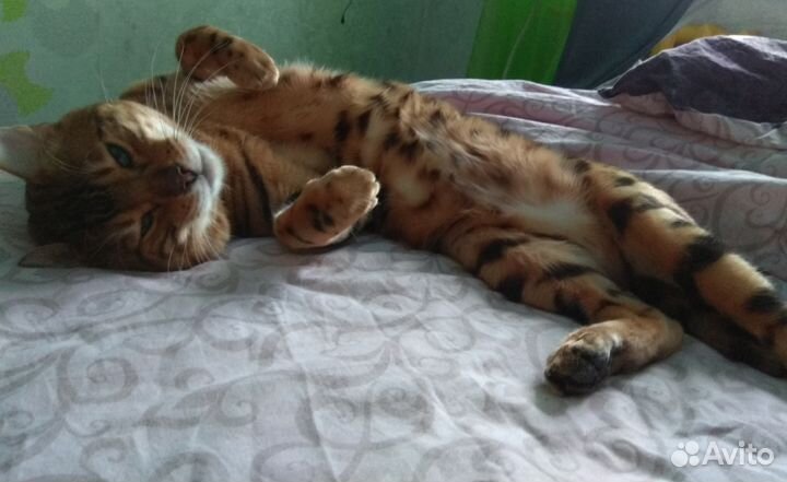 Вязка с котом бенгалом