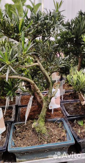 Бонсай Подокарпус 50см в керамической кашпо