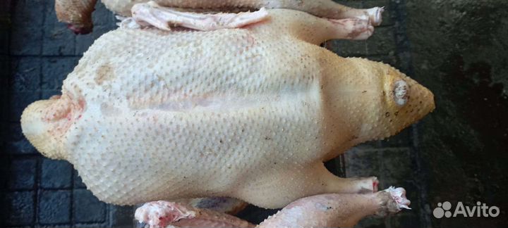 Свежие распотрашенные домашние утки