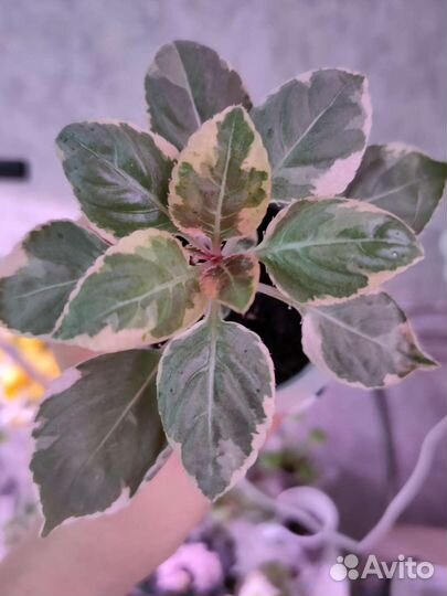 Цветы. цветы. цветы