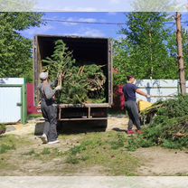 Вывоз мусора на полигон тбо