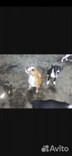 Щенки амстаффа