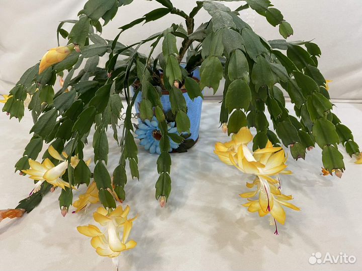 Декабрист желтый