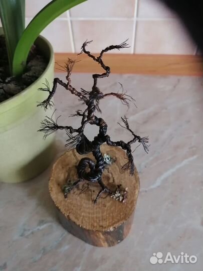 Дерево бонсай