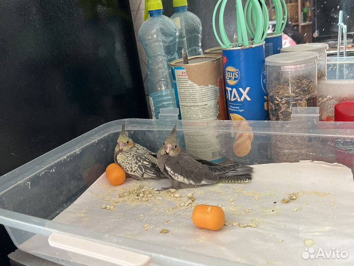 Попугай корелла