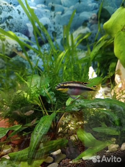 Пельвикахромис пульхера