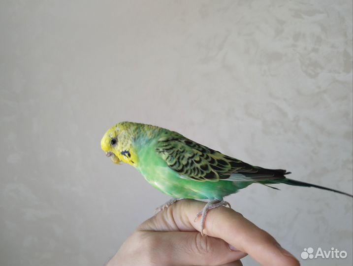 Волнистый ручной попугай самка