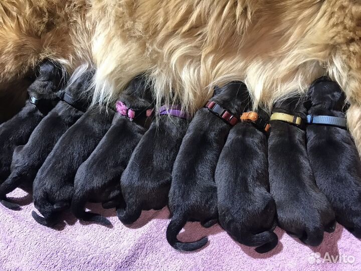 Леонбергер