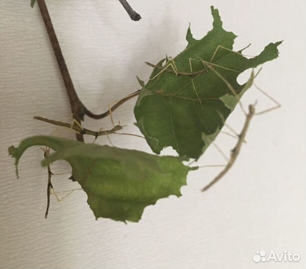 Палочники аннамские