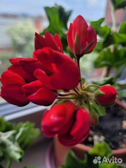 Пеларгония герань сортовая