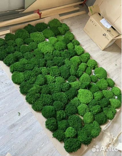 Стабилизированный мох для декорирования стен