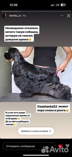 Американский кокер спаниель