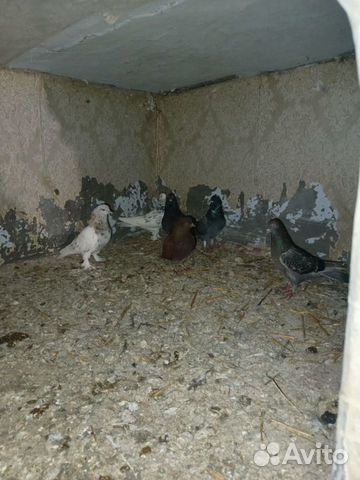 Продажа бакинских голубей объявление продам