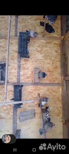 Николаевские голуби