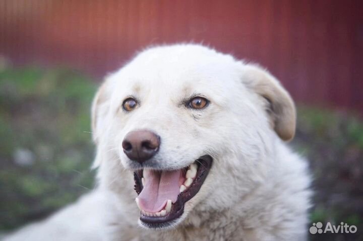 Собака улыбака