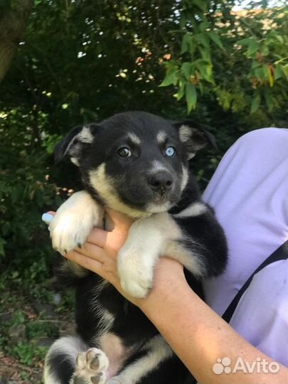 Щенок мальчик в добрые руки