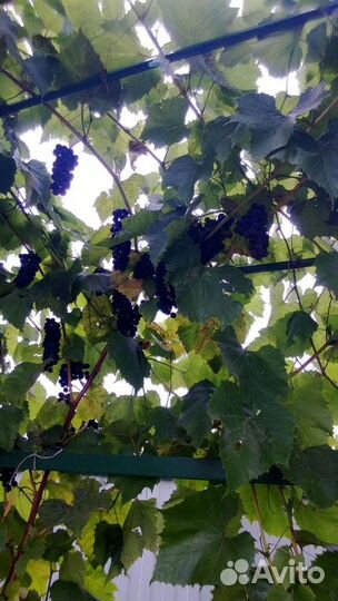 Саженцы жимолости плодовой и винограда