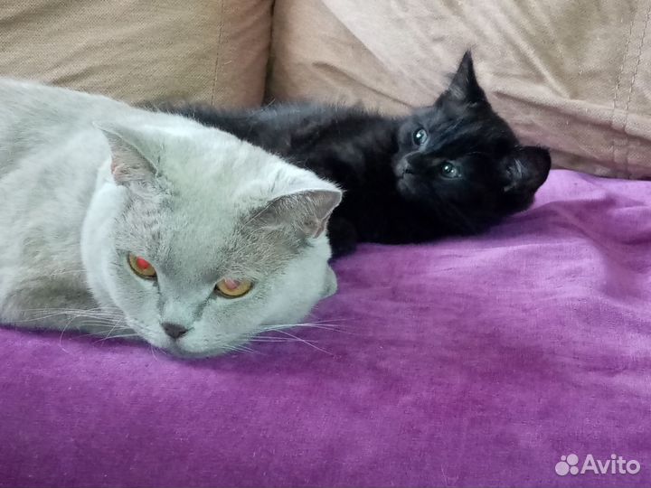 Котята в добрые руки, девочка