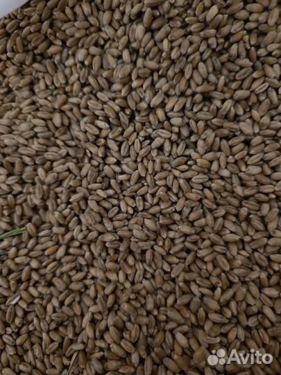 Пшеница мягкая