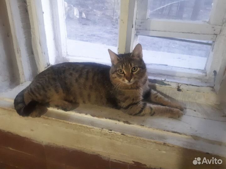 Кошка в дар