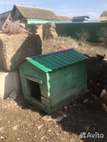 Собачья будка