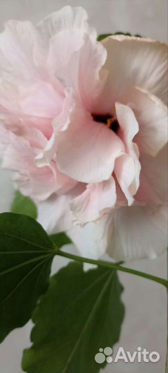 Гибискус (китайская роза)