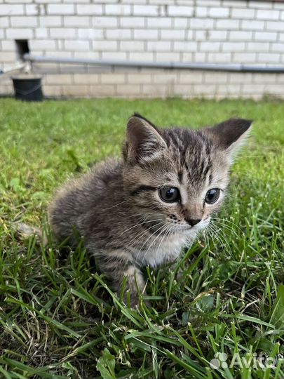 Котики в дар