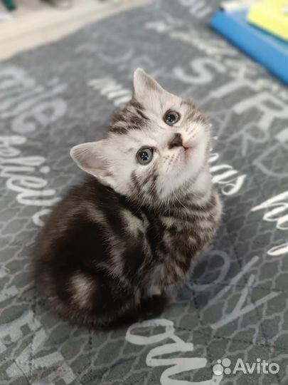 Британская