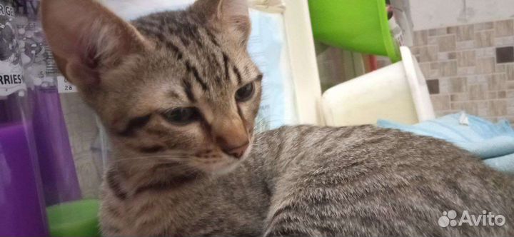 Котёнок девочка