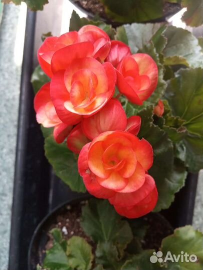 Бегонии Элатиор