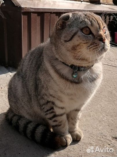 Вязка кот вислоухий