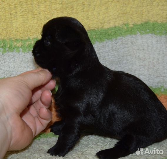 Мальчик чихуахуа