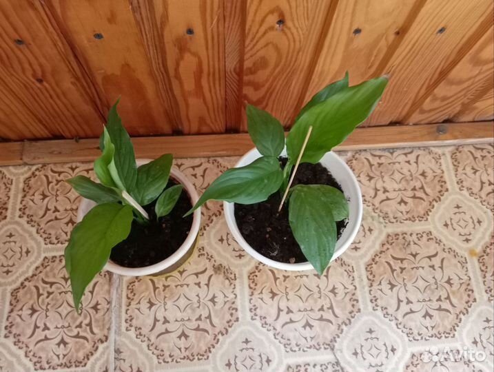 Спатифиллум