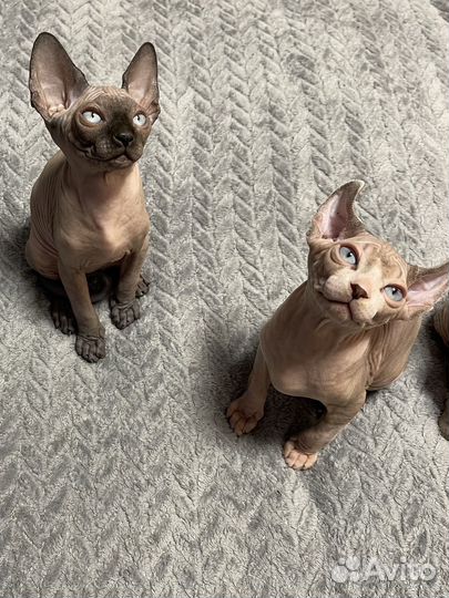 Канадский сфинкс эльф