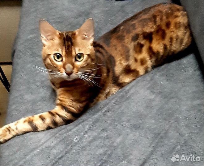 Бенгальский кот. Вязка
