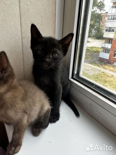 Бомбейские котята